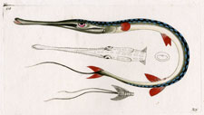 Fibre-tailed Fistularia