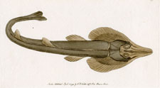 Rostrated Ray