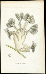 Campanulated Tubularia