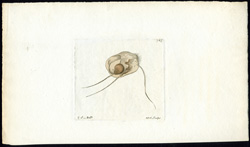 Three-bristled Trichoda