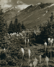 Bear Grass, Montana