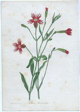 Silene laciniata