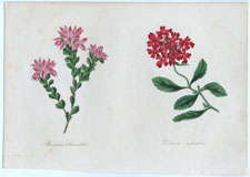 Boronia Serrulata, Verbena melendris