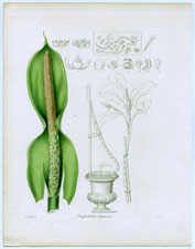 Dieffenbachia Seguinum