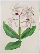 Cattleya intermedia
