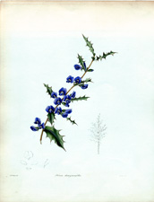 Hovea chorozemoefolia