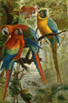 Animate Creation birds by Louis Prang