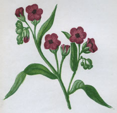 HOUND'S TONGUE