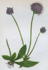 PREMORSE SCABIOUS