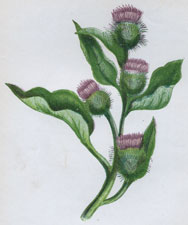 COMMON BURDOCK