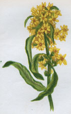 COMMON GOLDEN ROD