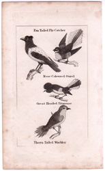 Fan Tailed Fly Catcher, etc.