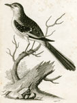 Mocking Thrush