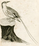 Phaeton Aethereus