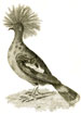 George Shaw copperplate engravings