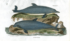 Dolphin Porpoise