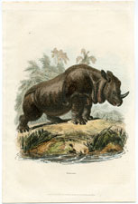 Rhinoceros
