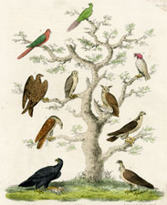 Plate 37 Owls, etc.