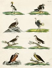 Plate 48 Chinese Drake, etc