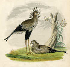 Secretary Bird
