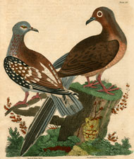 Spotted Guinea Fowl, Marginated Long-tailed Dove