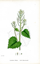 Garlic hedge-mustard