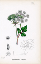 Sea Lovage