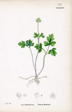 Tuberous Moschatel