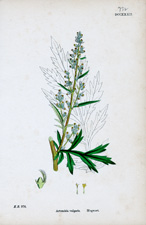 Mugwort