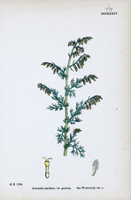 Sea Wormwood