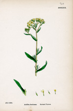 Serrated Yarrow