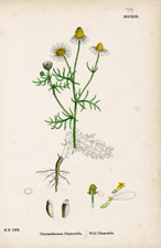 Wild Chamomile
