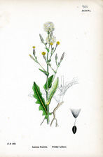 Prickly Lettuce
