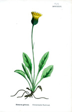 Globose-headed Hawkweed