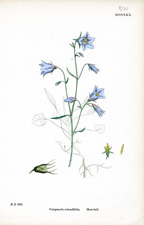 Hare-bell
