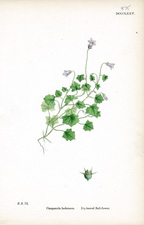Ivy-leaved Bell-flower