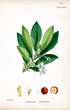 Strawberry-tree