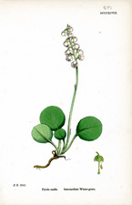 Intermediate Winter-green