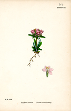 Narrow-leaved Centaury