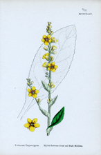 Hybrid between Great and Dark Mulleins