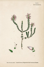 Hybrid between Fringed-leaved and Cross-leaved Heaths