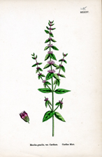 Cardiac Mint