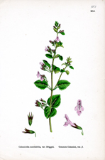Common Calamint