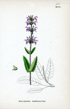 Small-flowered Clary