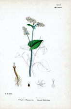 Common Buckwheat