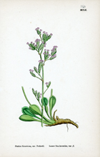 Lesser Sea-lavender