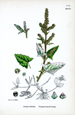 Triangular-leaved Orache