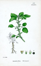 Wild Amaranth