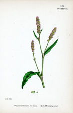 Spotted Persicaria