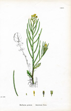 American Cress